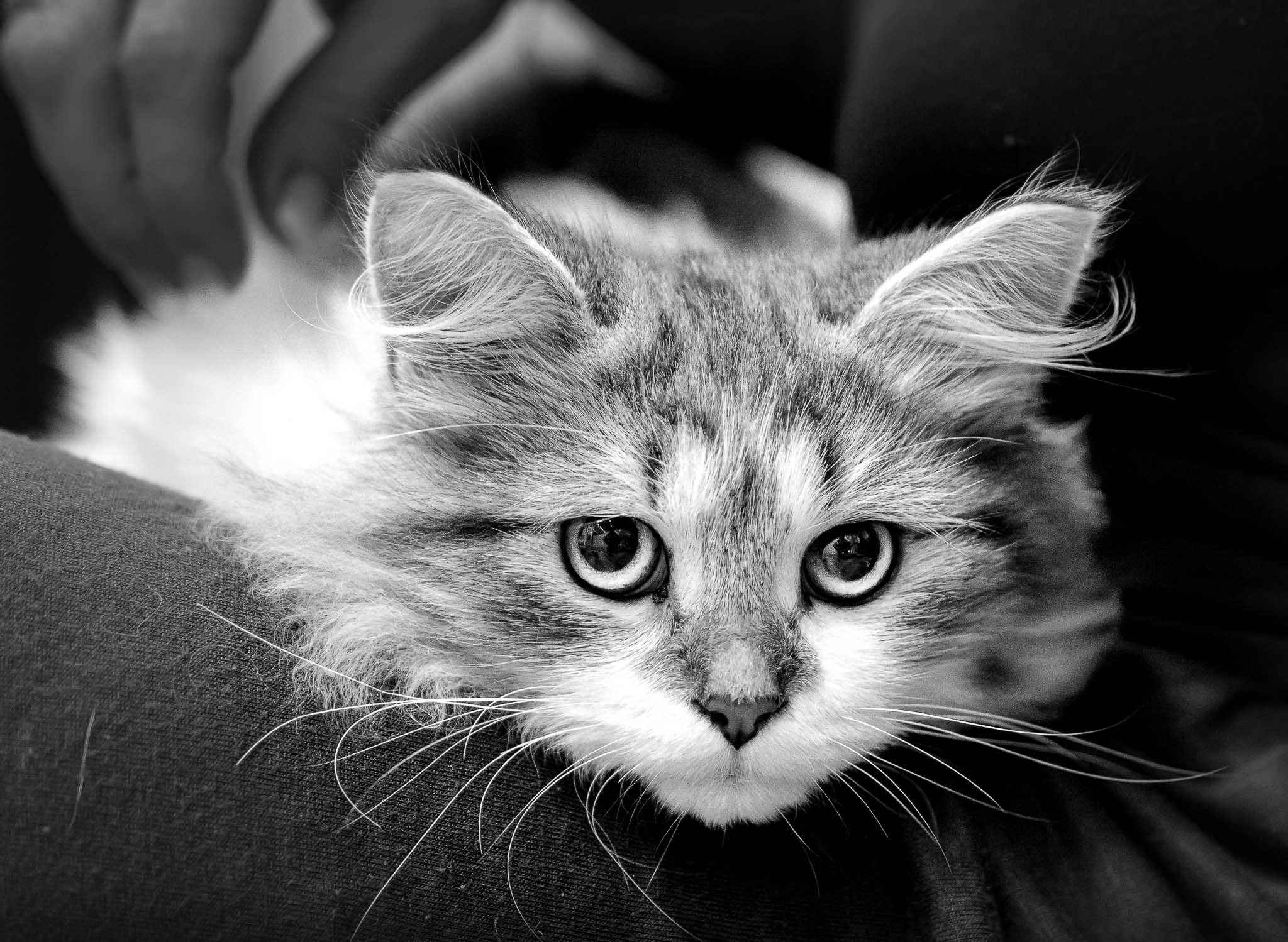kit cat